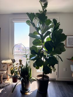 Giant Fiddle Leaf Fig (Ficus Lyrata)