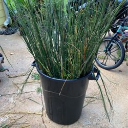 Horsetail Grass