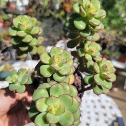 Korean Succulent In A 4" Long Pot