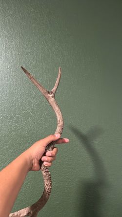 Deer antlers