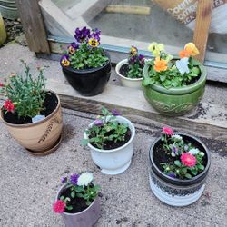 Potted Flowering Plants Outdoor