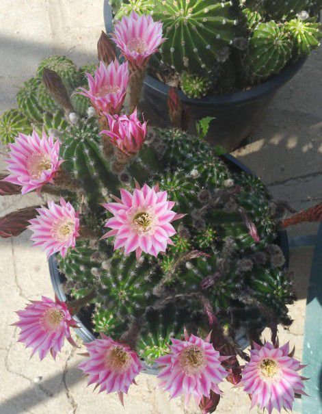 Large & Beautiful Cactus Plant