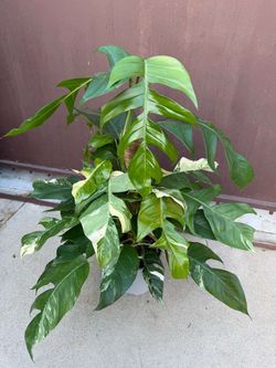 8” epipremnum pinnatum green and variegated