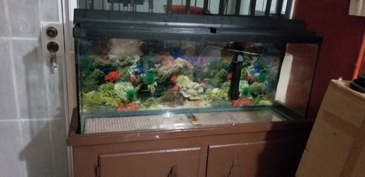 Fish tank 55 gallons