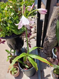 Pink Lady Plant