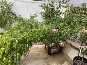 Beautiful flower plants tree