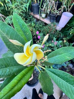 Plumeria