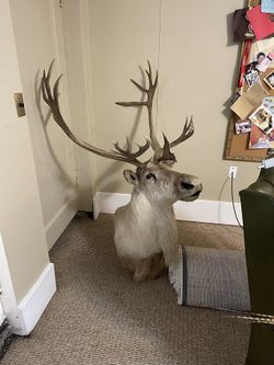 BARREN GROUND CARIBOU TAXIDERMY SHOULDER MOUNT