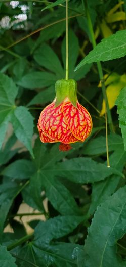 #6 Red Chinese lantern Plant 5gal