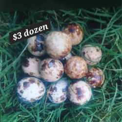 Quail Eggs/Huevos De Codorniz