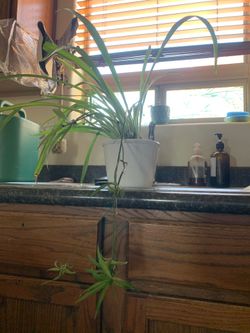 Spider plant