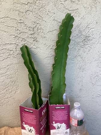 White Dragon Fruit Plants