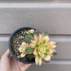 4” aeonium kiwi
