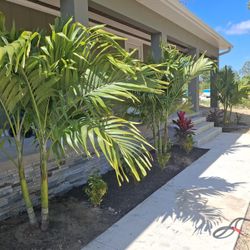 Foxtail Palm  / Adonidia / Christmas Palm 