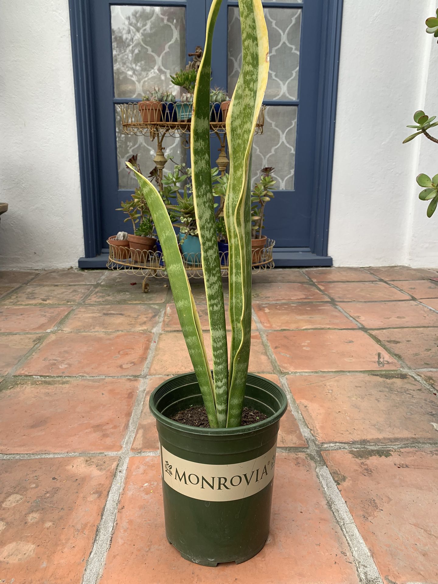 26” Tall Snake Plant in 1 Gallon Container Pot