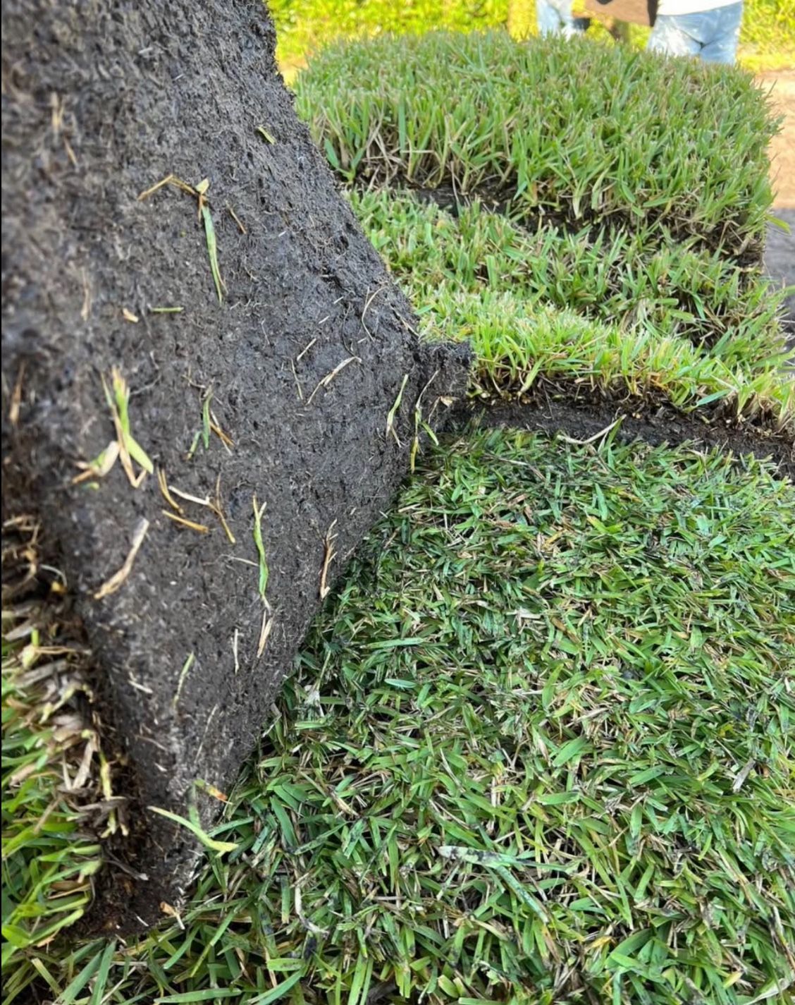 St. Augustine Sod - Cut Fresh Daily