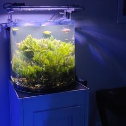 30 Gallon All In One Rimless Aquarium