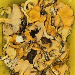 Chantarelles Mushrooms