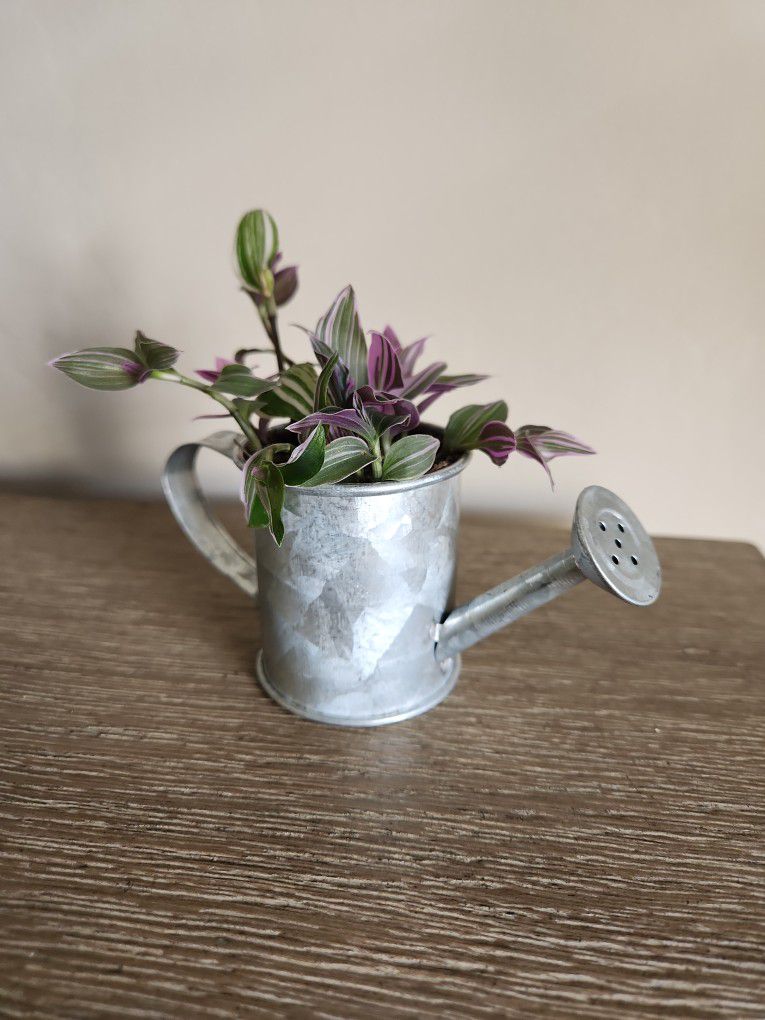Plants In Decorative Pot