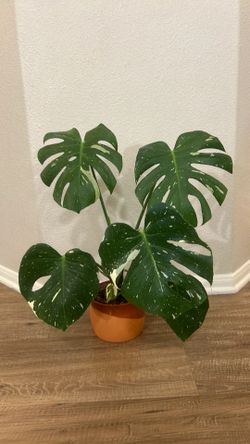 Monstera Thai Constellation