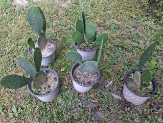 Prickly pear cactus