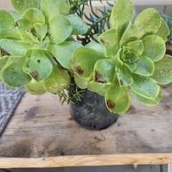 Succulent Arrangement One Gallon 