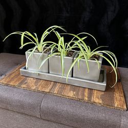 Spider Plants, 3 Pots & Water Tray
