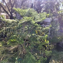 All Kinds Of Tropical Pants For Rent And Sale