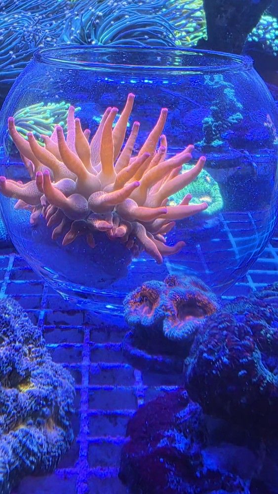 Rose Bubble Tip Amemone, Natural Splits. Cup Included