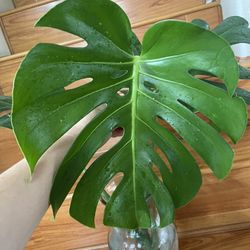 Monstera Deliciosa Plant CUTTING- Active Roots
