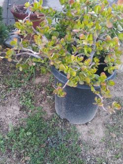 Plants