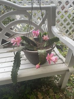 Rare Epithelium Pink In Full Bloom Hanging Basket