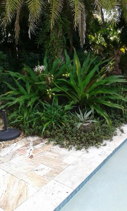 10 White Giant Crinum Lilly Seedlings