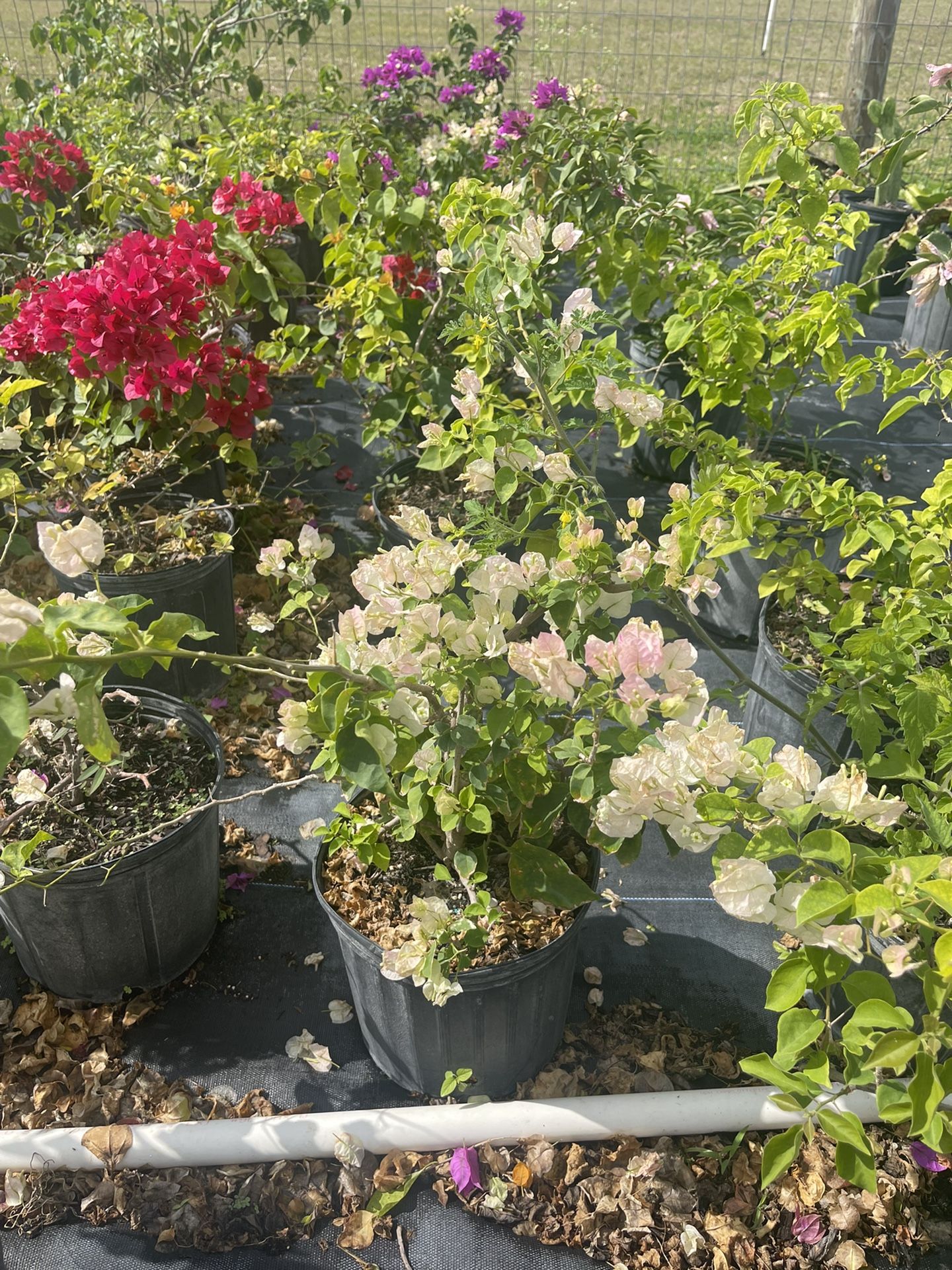 Bougainvillea Plants