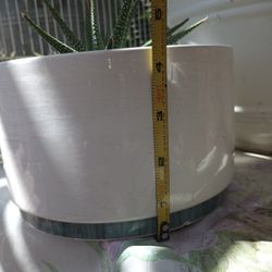 Plants