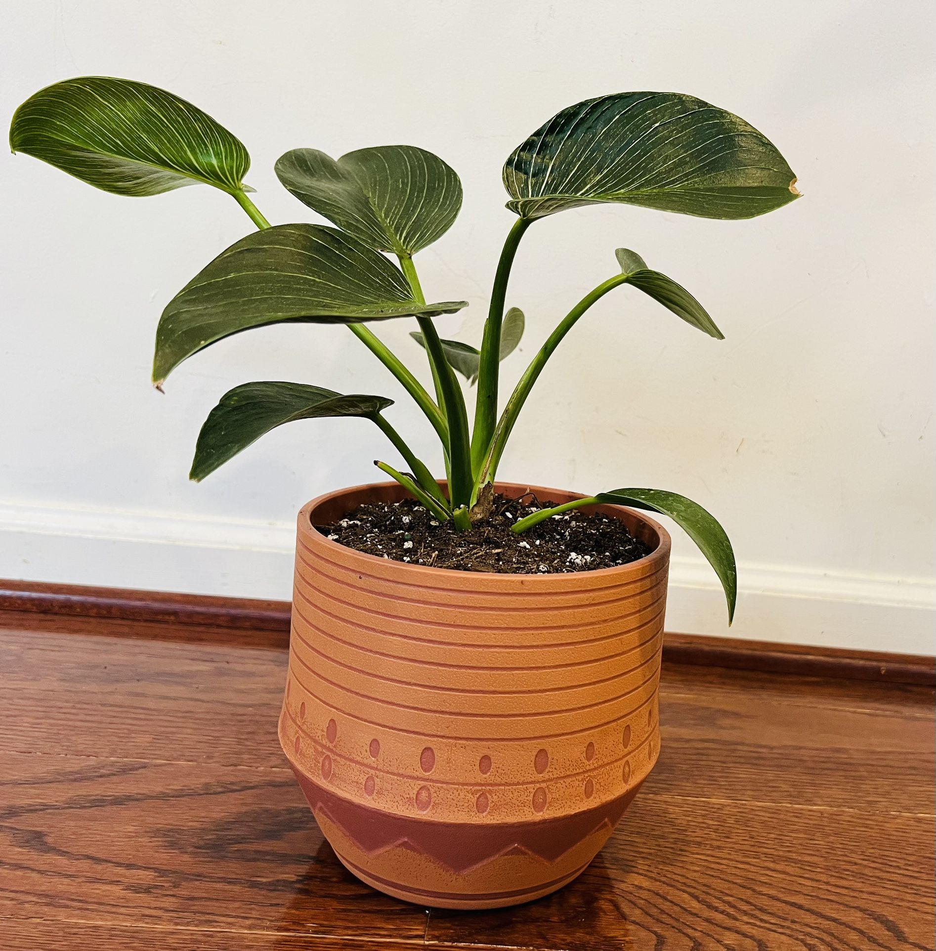 Indoor plant - Philodendron Birkin with Decorative Plastic Pot