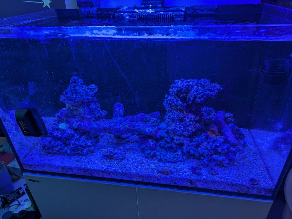 Reefer 250 saltwater aquarium w/ Apex