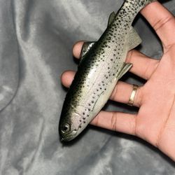 Huddleston Weedless Trout Swimbait ROF 10 – $30 OBO