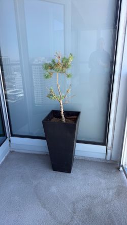 Italian pine tree with plantar