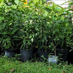 Haitian Mango Trees 