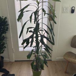 Tall Dracaena Plant