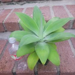 Agave Plant @$3 Each