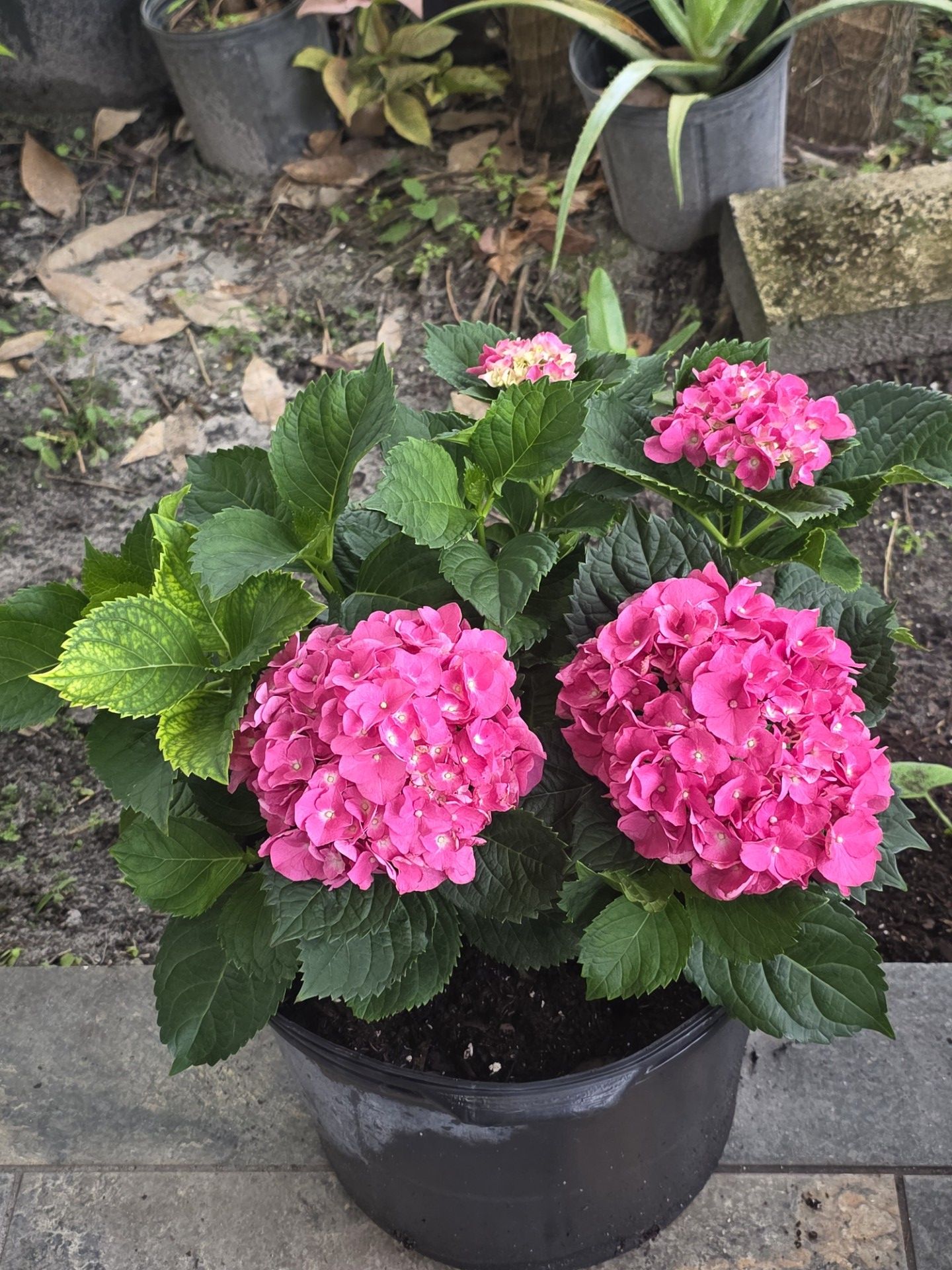 Hortensia