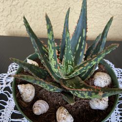  Big Succulent Plant 🪴 