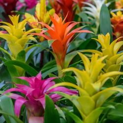 Guzmania Bromeliads (Pink)