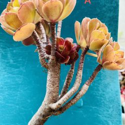 Rare  Aeonium bonsai old trunk, live rooted, get 2 free succulent cuttings