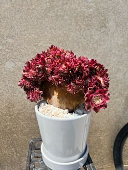 Succulent. Aeonium allure crested