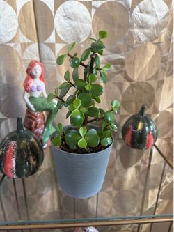 Plant