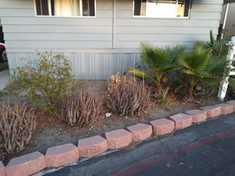 Palm tree and Aloe Vera plants FREE