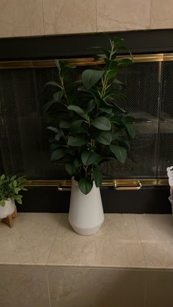 Live Green Plant in White Ceramic Pot